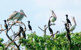 Tour Chợ Nổi – Bình Thủy – Cồn Sơn – Vườn Cò