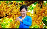 Tour Chợ Nổi Cái Răng – Lò Hủ Tíu – Vườn Trái Cây