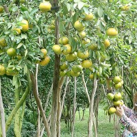 Cồn Sơn Cần Thơ 1