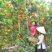 Vườn Trái Cây Cồn Sơn