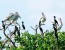 Tour Chợ Nổi – Bình Thủy – Cồn Sơn – Vườn Cò
